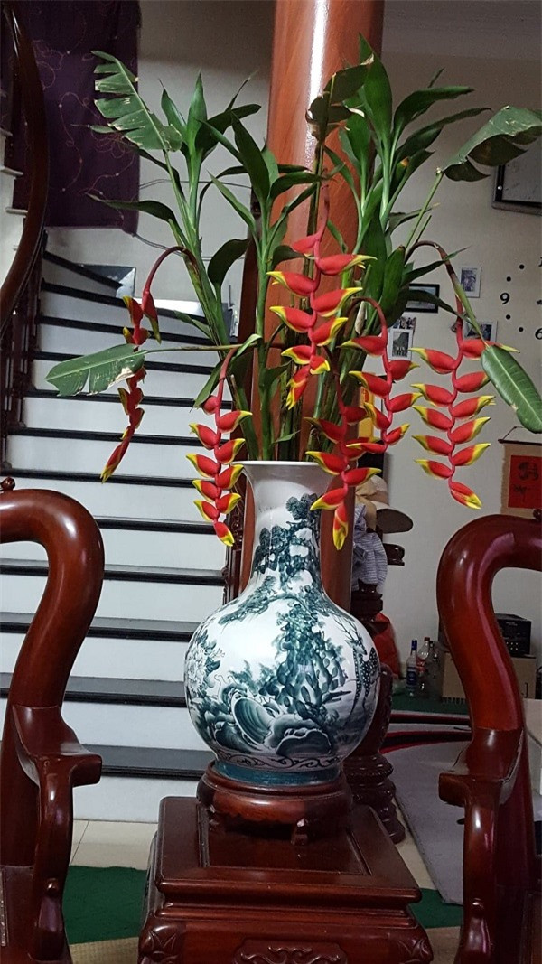 Kỹ thuật trồng cây hoa chuối tràng pháo cho góc vườn đẹp rực rỡ ảnh 2