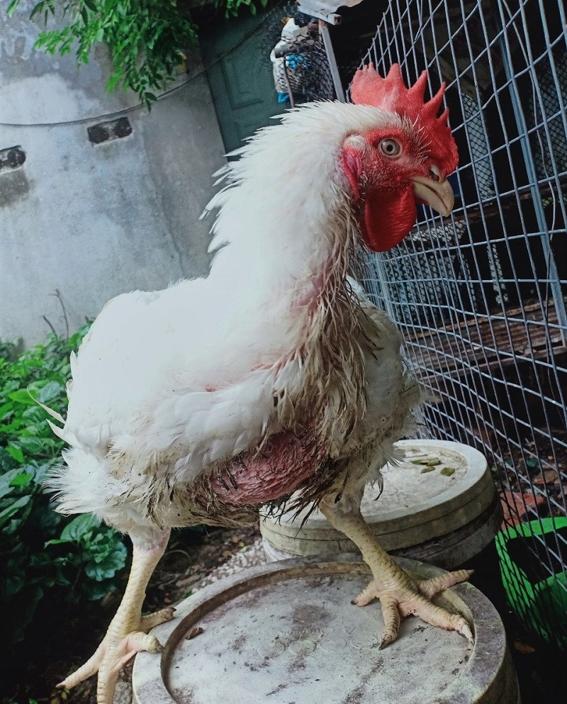 "Mỗi sáng thức dậy, tôi nhặt cả trăm con gà chết đem thiêu" ảnh 3