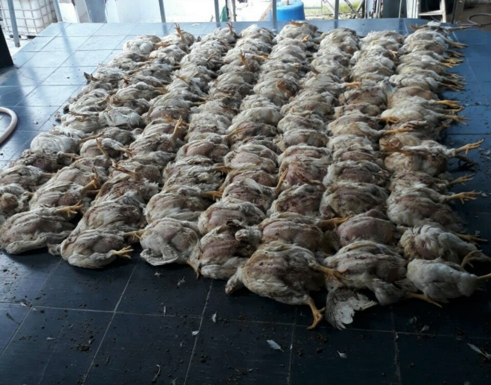 "Mỗi sáng thức dậy, tôi nhặt cả trăm con gà chết đem thiêu" ảnh 2