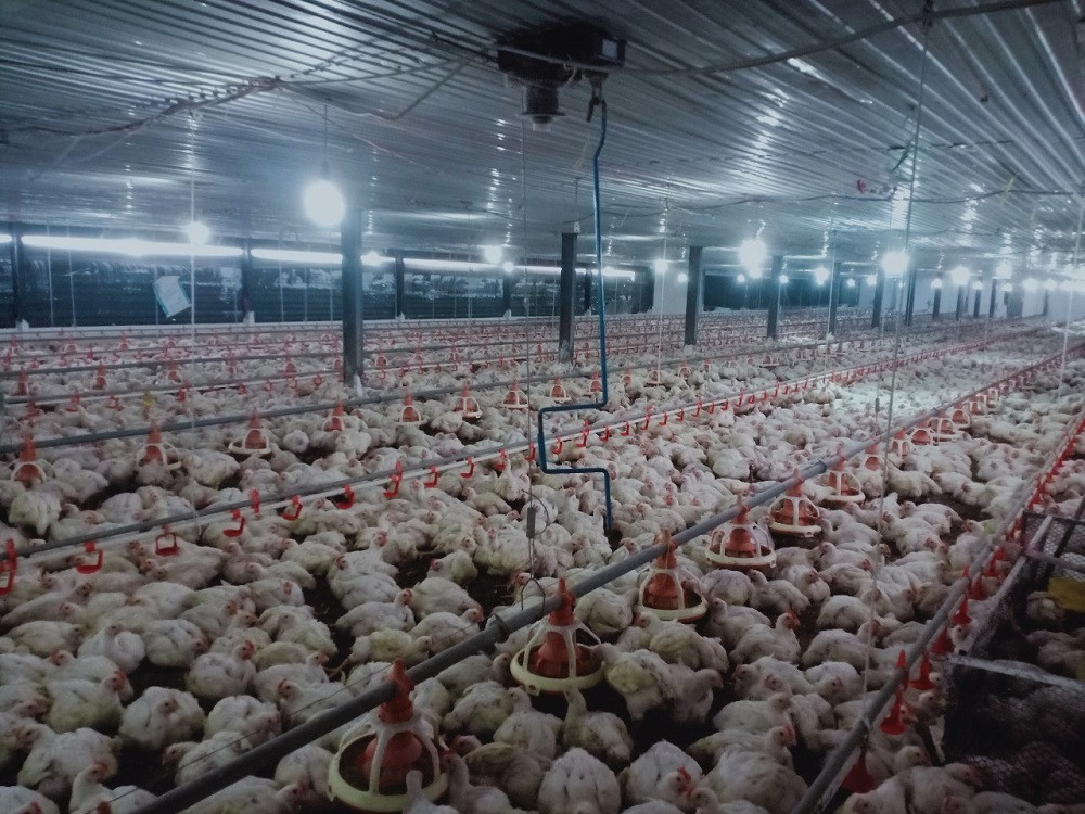 "Mỗi sáng thức dậy, tôi nhặt cả trăm con gà chết đem thiêu" ảnh 1