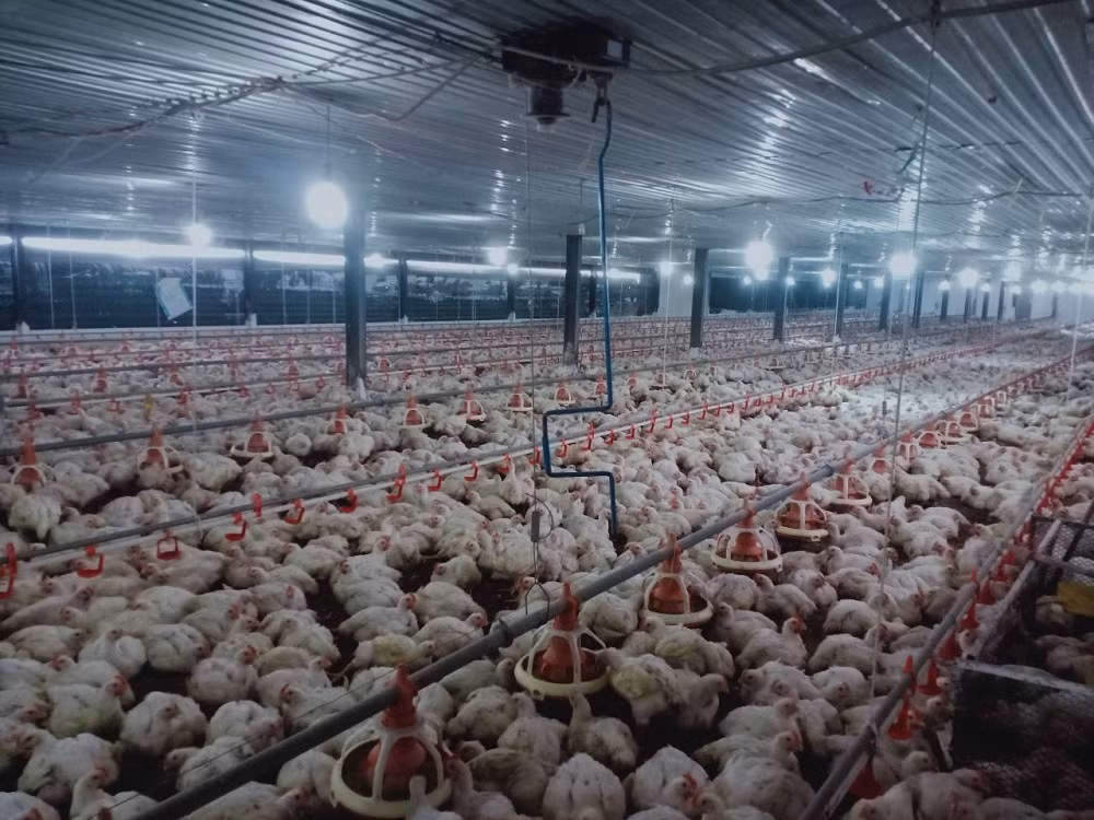 "Mỗi sáng thức dậy, tôi nhặt cả trăm con gà chết đem thiêu" ảnh 1