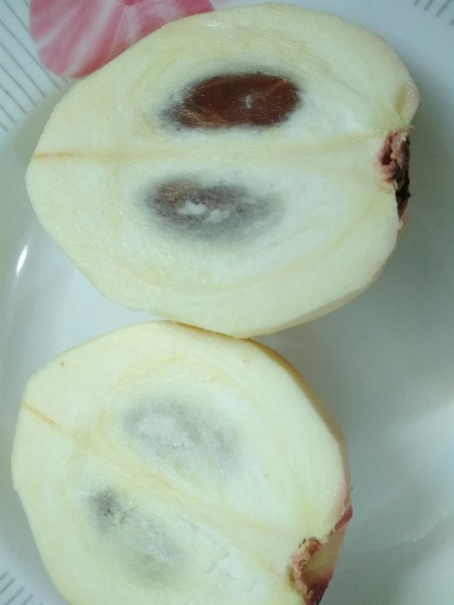 Dan mang sung sot voi loai qua la lam o Viet Nam-Hinh-3