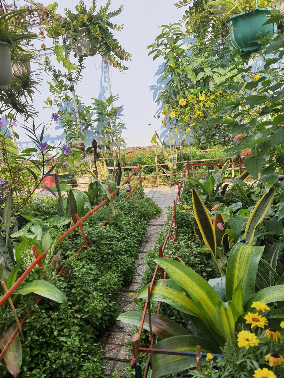 Doi vo chong o TP.HCM trong rau, lam vuon khi cach ly tai nha-Hinh-2