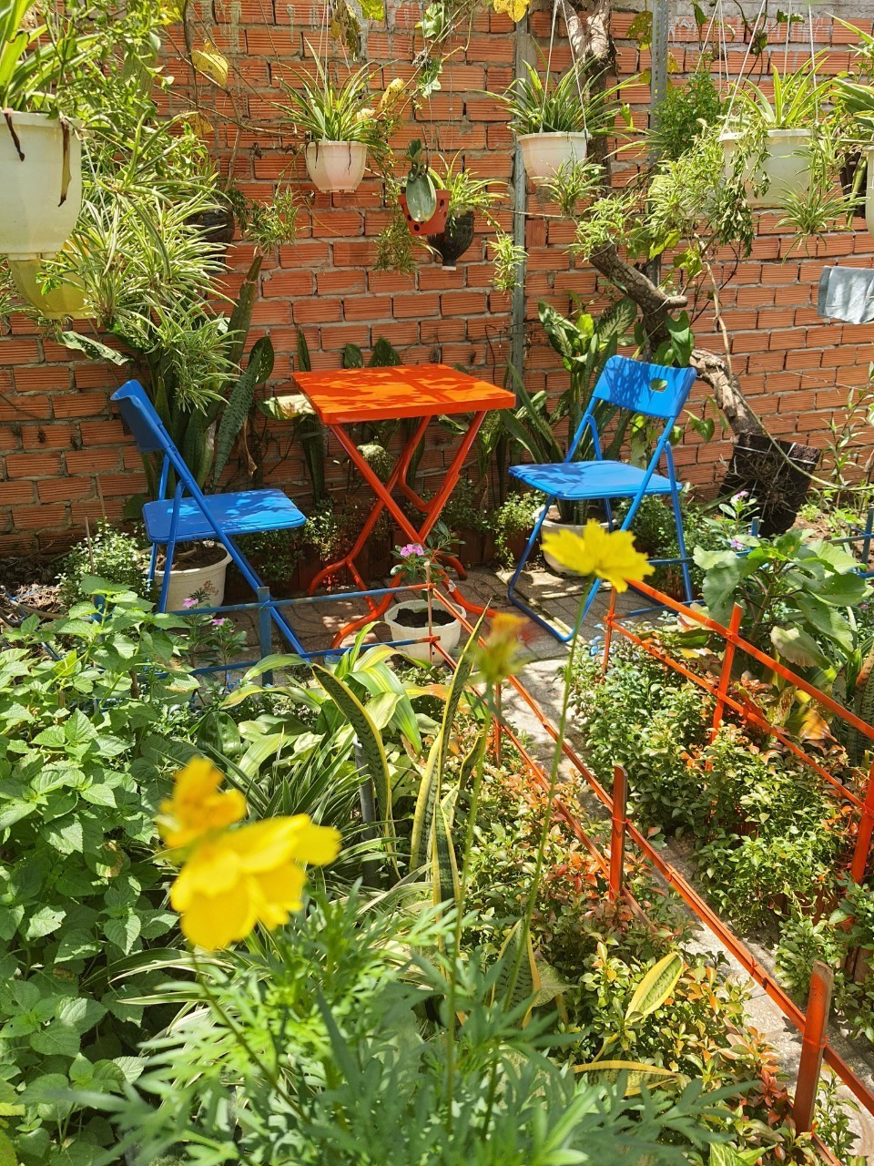 Doi vo chong o TP.HCM trong rau, lam vuon khi cach ly tai nha-Hinh-4