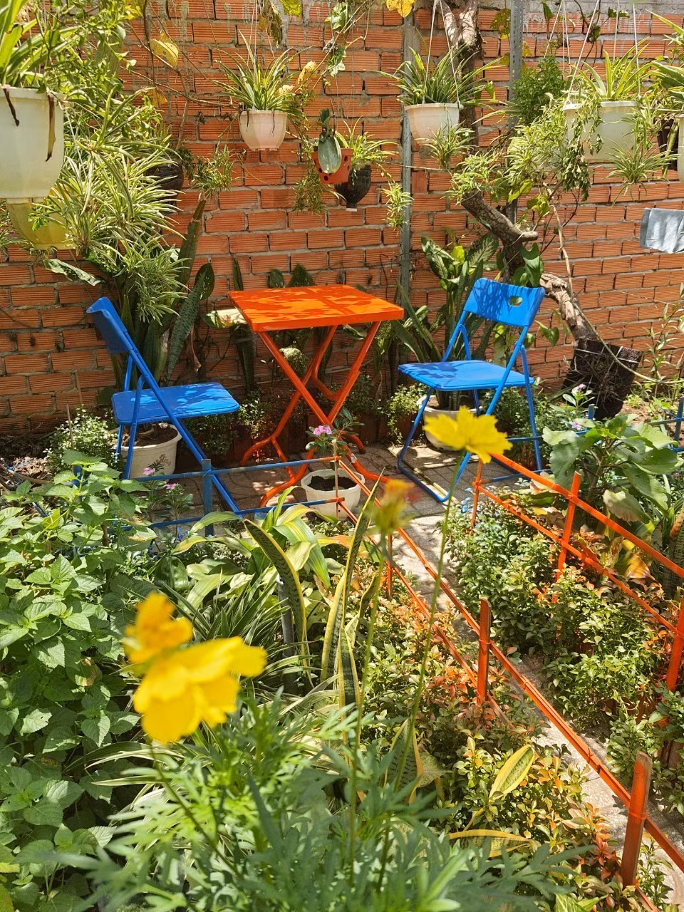 Doi vo chong o TP.HCM trong rau, lam vuon khi cach ly tai nha-Hinh-4