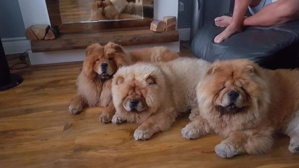 Chu lap camera theo doi cho cung roi chet sung voi thu truoc mat-Hinh-4