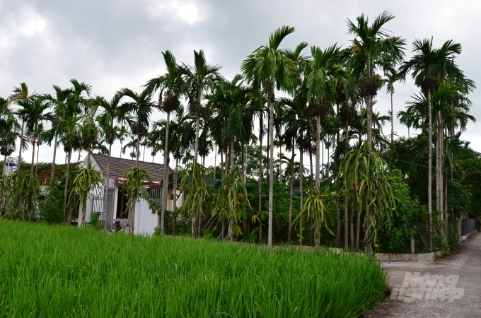 Loai cay o Viet Nam an mot nam muoi, tra mot phan vang-Hinh-5