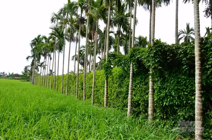 Loai cay o Viet Nam an mot nam muoi, tra mot phan vang-Hinh-7