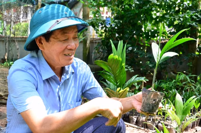 Loai cay o Viet Nam an mot nam muoi, tra mot phan vang-Hinh-3