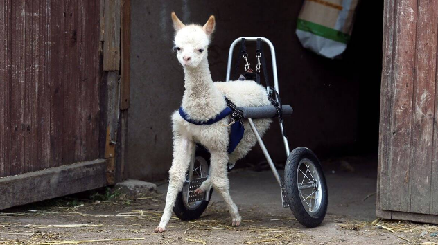 Co gai nang long voi thu cung tim kiem xe lan cho lac da