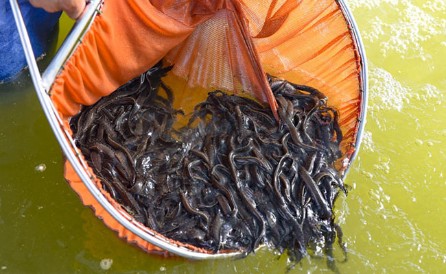 Loai ca dac san duoc vi nhu nhan sam nuoc tot cho dan ong-Hinh-4