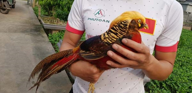 Bỏ phố về quê nuôi loài chim có lông rực rỡ kiếm bội tiền - Hình 10 Bo pho ve que nuoi loai chim co long ruc ro kiem boi tien-Hinh-10