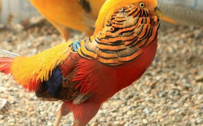 Bỏ phố về quê nuôi loài chim có lông rực rỡ kiếm bội tiền - Hình 9 Bo pho ve que nuoi loai chim co long ruc ro kiem boi tien-Hinh-9