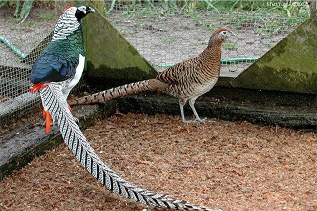 Bỏ phố về quê nuôi loài chim có lông rực rỡ kiếm bội tiền - Hình 12 Bo pho ve que nuoi loai chim co long ruc ro kiem boi tien-Hinh-12