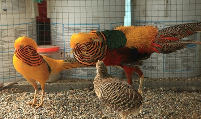 Bỏ phố về quê nuôi loài chim có lông rực rỡ kiếm bội tiền - Hình 6 Bo pho ve que nuoi loai chim co long ruc ro kiem boi tien-Hinh-6