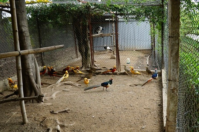 Bỏ phố về quê nuôi loài chim có lông rực rỡ kiếm bội tiền - Hình 11 Bo pho ve que nuoi loai chim co long ruc ro kiem boi tien-Hinh-11