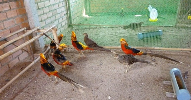 Bỏ phố về quê nuôi loài chim có lông rực rỡ kiếm bội tiền - Hình 4 Bo pho ve que nuoi loai chim co long ruc ro kiem boi tien-Hinh-4