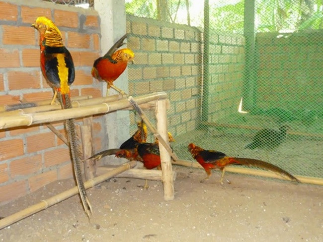 Bỏ phố về quê nuôi loài chim có lông rực rỡ kiếm bội tiền Bo pho ve que nuoi loai chim co long ruc ro kiem boi tien