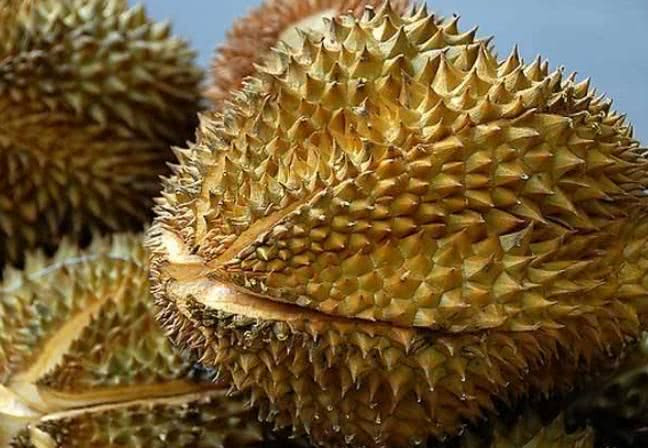 Sầu riêng đang vào mùa, đây là cách chọn sầu chuẩn ngon, không bị sượng - Hình 5 Sau rieng dang vao mua, day la cach chon sau chuan ngon, khong bi suong-Hinh-5