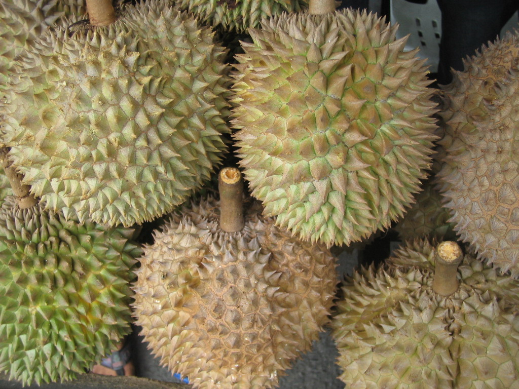 Sầu riêng đang vào mùa, đây là cách chọn sầu chuẩn ngon, không bị sượng - Hình 6 Sau rieng dang vao mua, day la cach chon sau chuan ngon, khong bi suong-Hinh-6