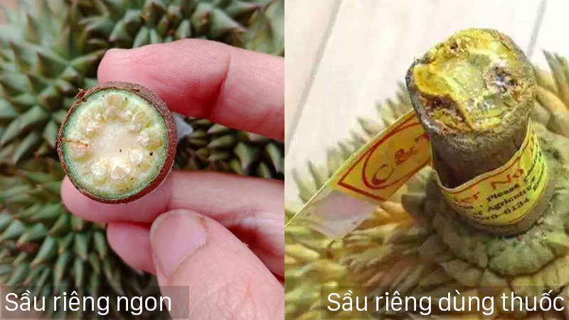 Sầu riêng đang vào mùa, đây là cách chọn sầu chuẩn ngon, không bị sượng - Hình 2 Sau rieng dang vao mua, day la cach chon sau chuan ngon, khong bi suong-Hinh-2