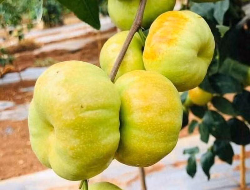 Ky la loai cay cho ra ruou thom ngot mat doc nhat Viet Nam-Hinh-3