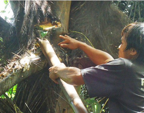 Kỳ lạ loại cây cho ra rượu thơm ngọt mát độc nhất Việt Nam ảnh 1