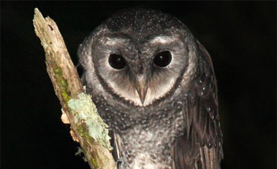 Chim lợn kêu là điềm báo có người chết? ảnh 1