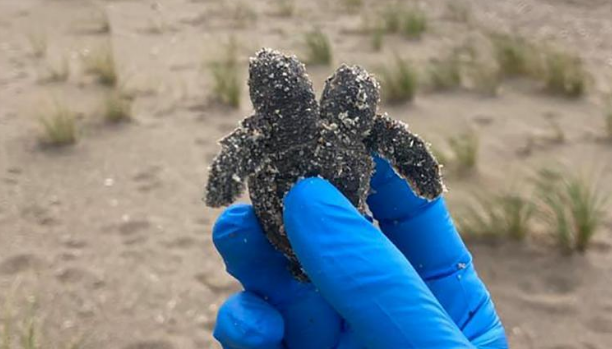 Phat hien rua hai dau moi no nam tren bai bien My