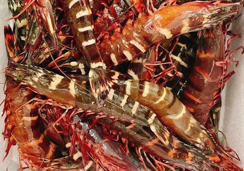 Loai tom duoc nha giau Viet o at mua du dat gap doi tom hum Alaska-Hinh-3