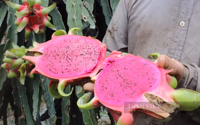 Loai vo trai cay bo di, bong thanh hang gia tri thu ve tien ty-Hinh-2