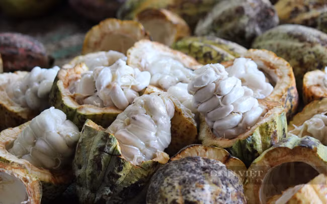 Loai vo trai cay bo di, bong thanh hang gia tri thu ve tien ty