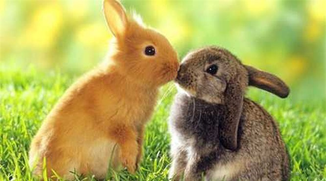 3.Thỏ: Thỏ là loài động vật có vú ăn cỏ nhỏ bé và dễ thương. Chúng cũng là loài thú cưng phổ biến nhất trên trái đất. Thỏ có rất nhiều màu sắc và giống loài, cũng như mèo và chó, chúng rất thân thiện. Dù vậy bạn vẫn nên chú ý khi cho chúng chơi với trẻ nhỏ vì những chiếc răng nhỏ của chúng có thể gây ra những vết thương cho trẻ.