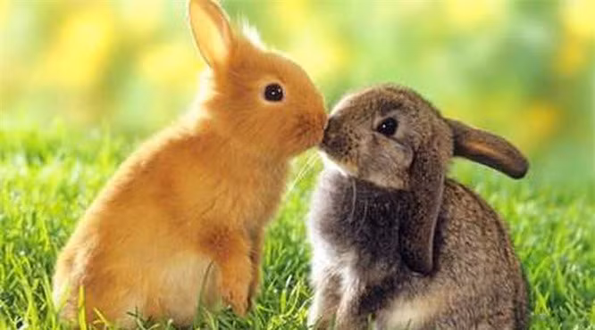 3.Thỏ: Thỏ là loài động vật có vú ăn cỏ nhỏ bé và dễ thương. Chúng cũng là loài thú cưng phổ biến nhất trên trái đất. Thỏ có rất nhiều màu sắc và giống loài, cũng như mèo và chó, chúng rất thân thiện. Dù vậy bạn vẫn nên chú ý khi cho chúng chơi với trẻ nhỏ vì những chiếc răng nhỏ của chúng có thể gây ra những vết thương cho trẻ.