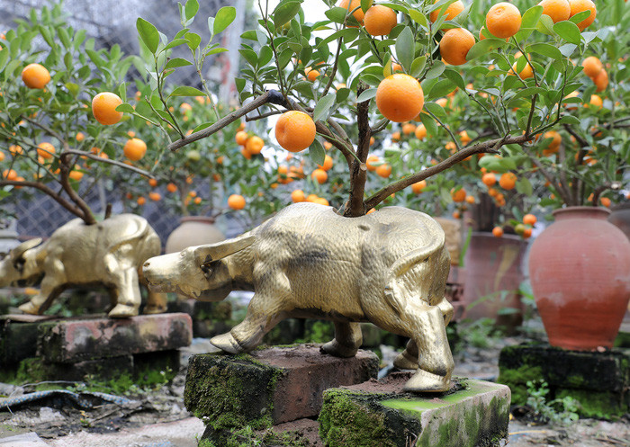 Nổi bật tại hội chợ là dòng sản phẩm "trâu cõng quất bonsai" vô cùng hút mắt, được các nhà vườn chuẩn bị cho Tết Tân Sửu.