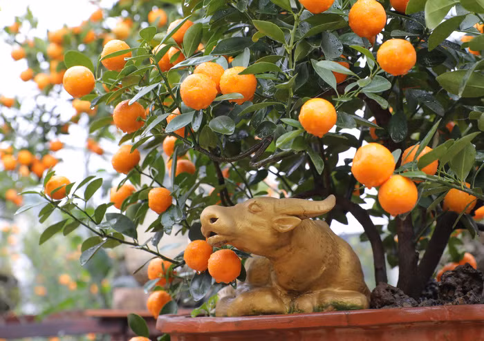 Những năm gần đây, người tiêu dùng có nhu cầu chơi quất bonsai nghệ thuật. Nắm bắt được xu hướng này, các nhà vườn tại phường Tứ Liên đã đa dạng hoá trong việc trồng quất. 