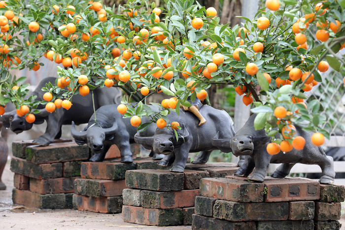 Nói về sản phẩm "trâu cõng quất bonsai", nghệ nhân Trần Thị Phương Thư cho biết, vườn của chị có nhiều kiểu dáng trâu cõng quất có kích thước khác nhau, loại nhỏ thì 200 - 300 nghìn đồng/cây, nhưng cũng có những cây to, lâu năm, có giá trị lên đến 20 - 30 triệu đồng/cây.
