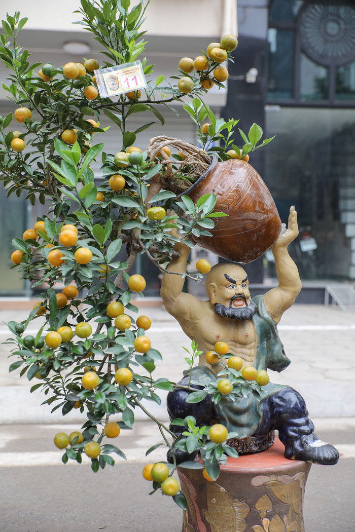 Theo bà Thuỷ, một chủ vườn ở phường Tứ Liên, để trồng được quất trong chậu nhỏ yêu cầu tay nghề người làm vườn phải khá cao, do lượng đất ít nên cây sẽ khó sống. Chính vì thế mà giá thành quất bonsai cũng cao hơn so với những cây bình thường. 