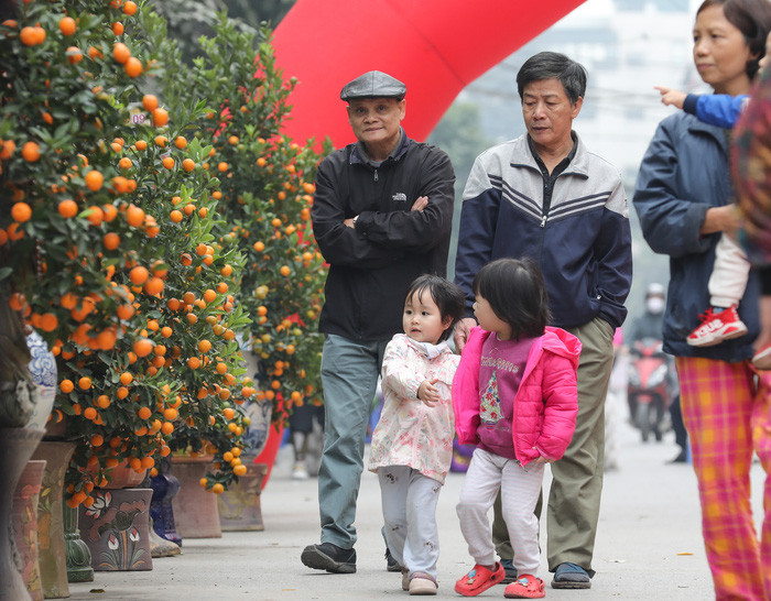 Ông Nguyễn Việt Cường, Chủ tịch UBND phường Tứ Liên cho biết, năm 2020, với ảnh hưởng của đại dịch Covid-19, chính quyền phường Tứ Liên đã nỗ lực hỗ trợ bà con trồng quất trong việc quảng bá, truyền thông, liên kết với các làng nghề xung quanh như gốm sứ Bát Tràng... để tiêu thụ sản phẩm tốt hơn trong dịp Tết Nguyên đán. 