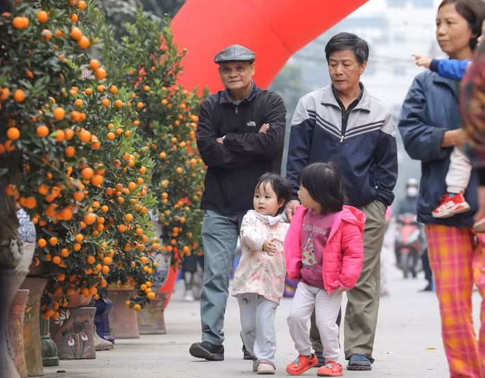 Ông Nguyễn Việt Cường, Chủ tịch UBND phường Tứ Liên cho biết, năm 2020, với ảnh hưởng của đại dịch Covid-19, chính quyền phường Tứ Liên đã nỗ lực hỗ trợ bà con trồng quất trong việc quảng bá, truyền thông, liên kết với các làng nghề xung quanh như gốm sứ Bát Tràng... để tiêu thụ sản phẩm tốt hơn trong dịp Tết Nguyên đán. 