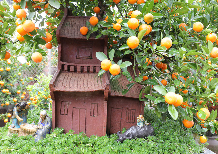 Bên cạnh việc trồng những cây quất to trực tiếp xuống đất, các nhà vườn đã có nhiều sáng kiến như trồng cây trong lọ hoa, bình gốm, gỗ lũa… cùng với nhiều tiểu cảnh đặc sắc, tạo ra những tác phẩm nghệ thuật độc nhất vô nhị.