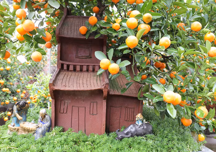 Bên cạnh việc trồng những cây quất to trực tiếp xuống đất, các nhà vườn đã có nhiều sáng kiến như trồng cây trong lọ hoa, bình gốm, gỗ lũa… cùng với nhiều tiểu cảnh đặc sắc, tạo ra những tác phẩm nghệ thuật độc nhất vô nhị.