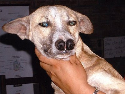 Giong cho cuc ky hiem co den 2 chiec mui-Hinh-2