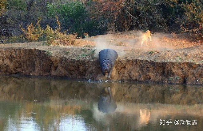Tai sao loai ha ma lai thich song duoi nuoc?-Hinh-8