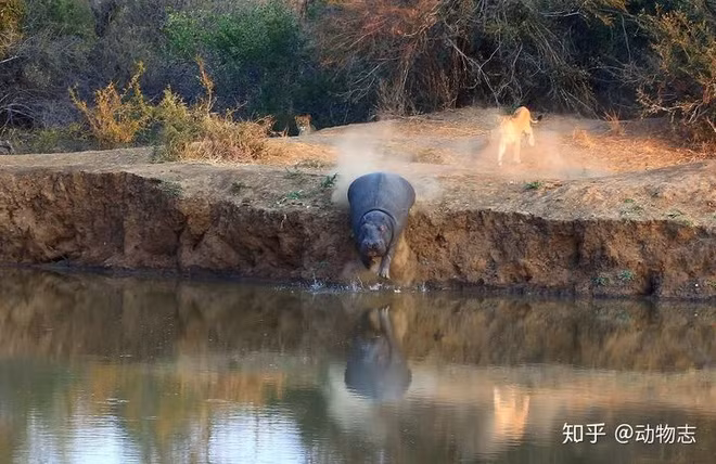 Tai sao loai ha ma lai thich song duoi nuoc?-Hinh-8