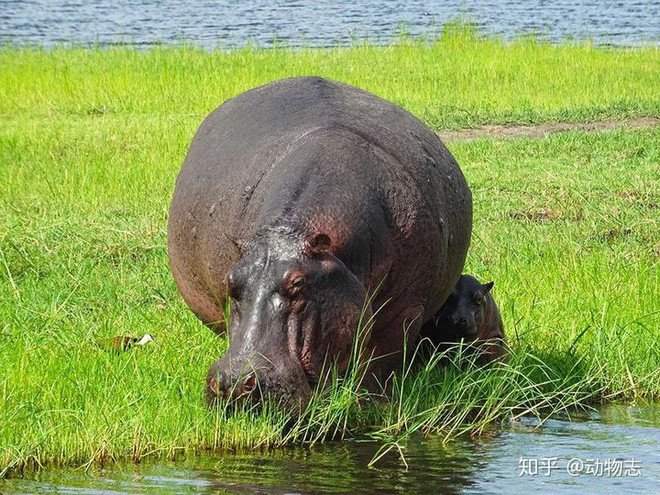 Tai sao loai ha ma lai thich song duoi nuoc?-Hinh-3
