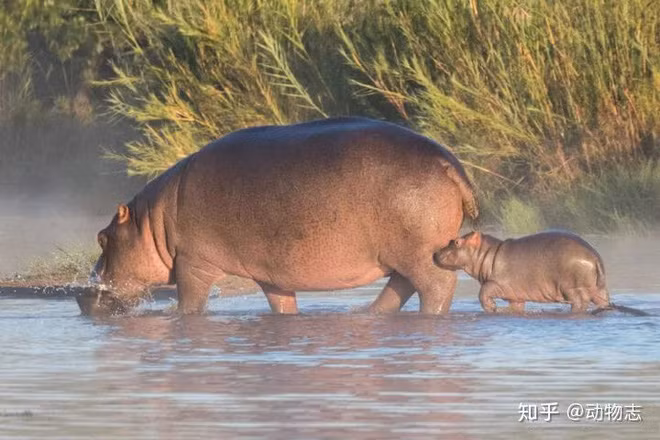 Tai sao loai ha ma lai thich song duoi nuoc?-Hinh-4