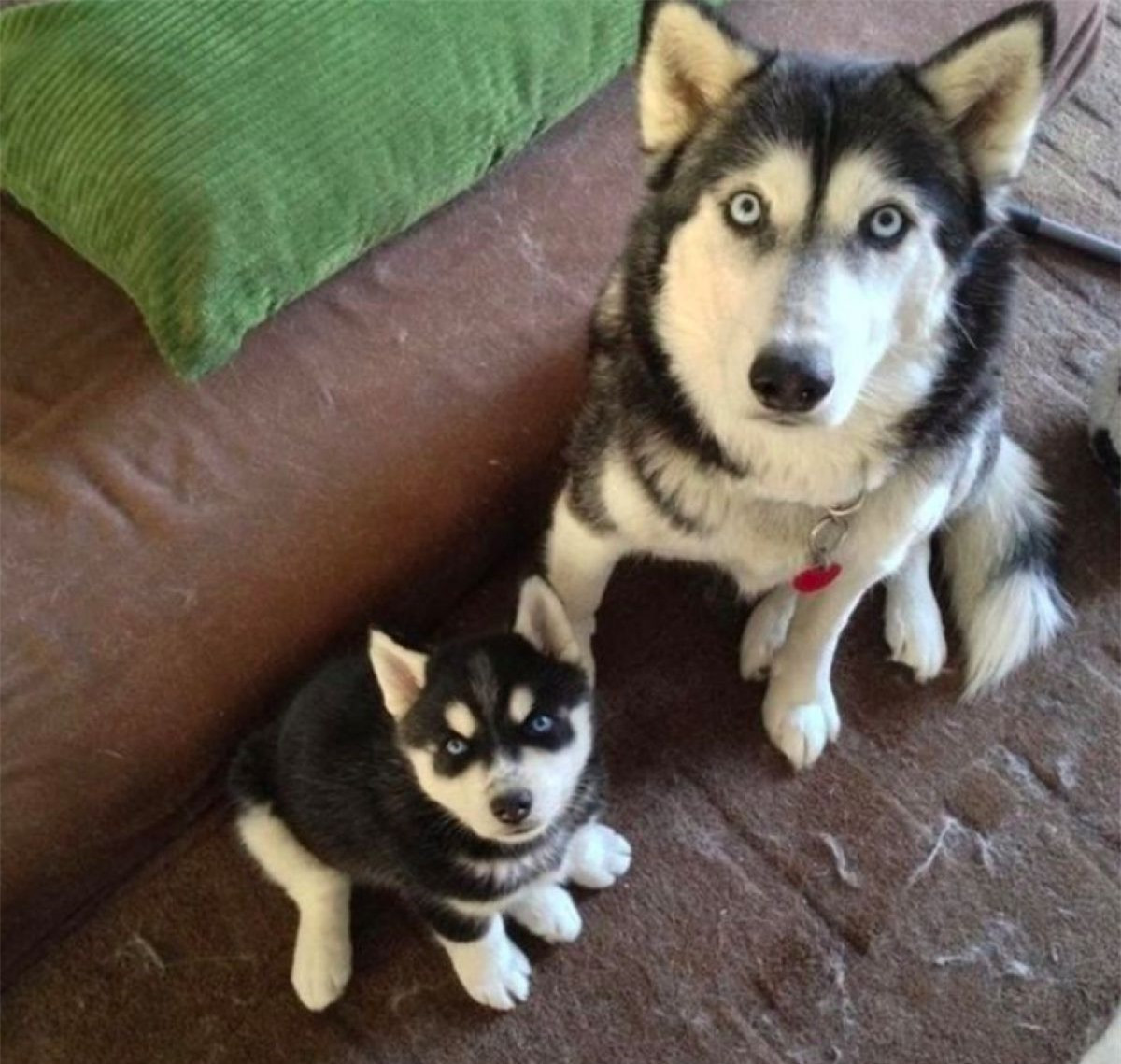 Mẹ nào con nấy.