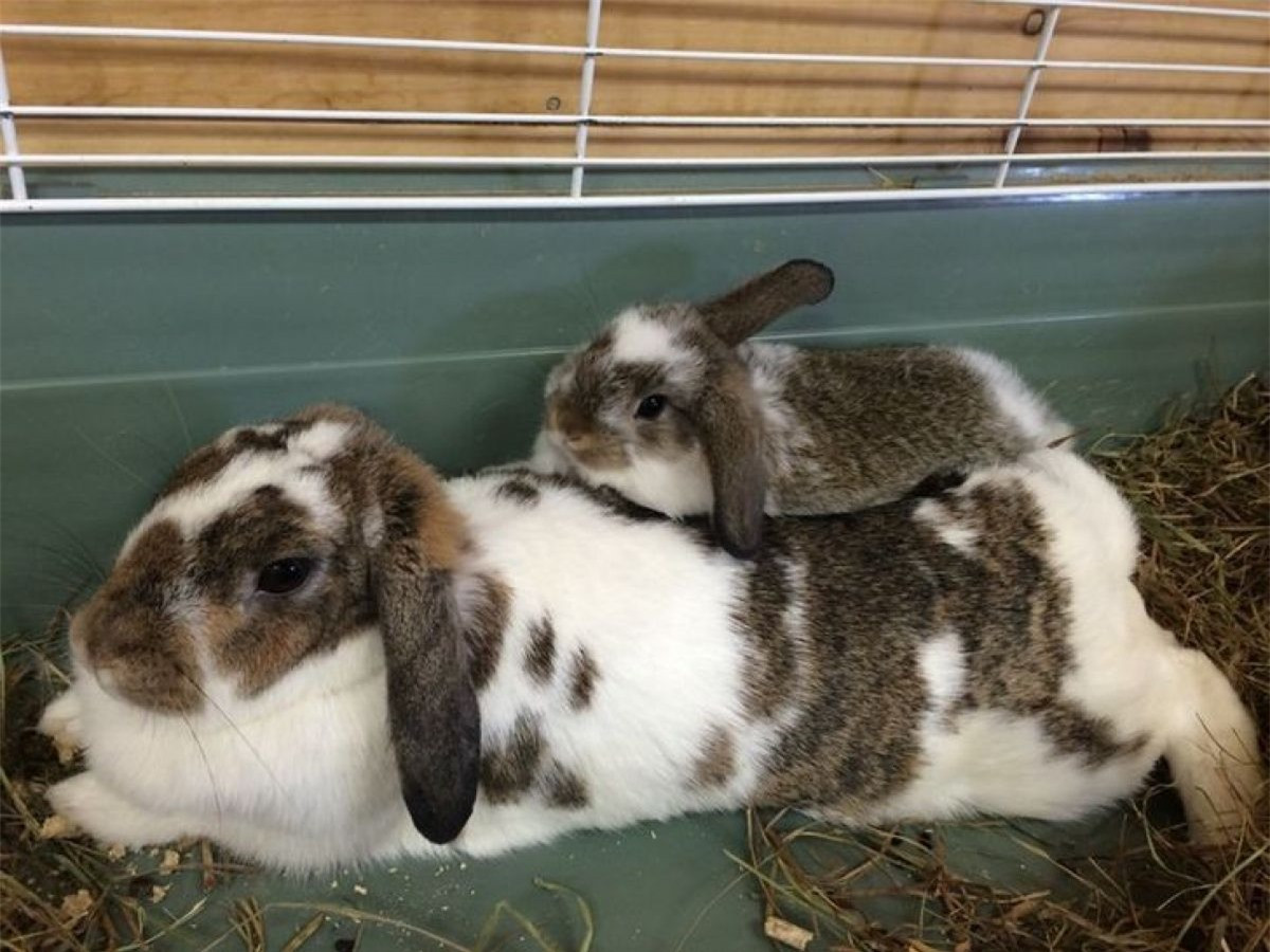 "Chuẩn" con của mẹ thỏ.