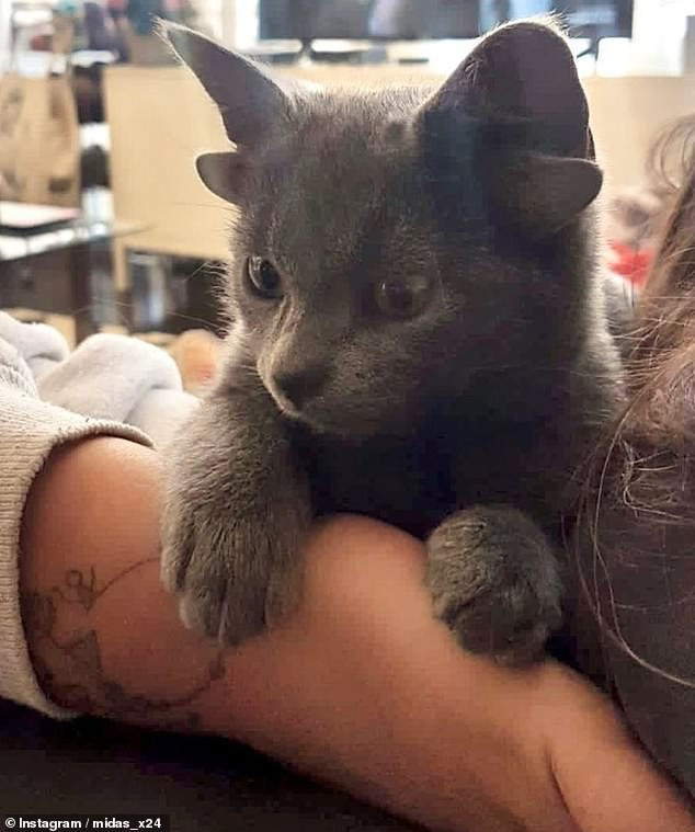 Meo cung dang yeu sinh ra voi 4 tai gay bao mang-Hinh-8